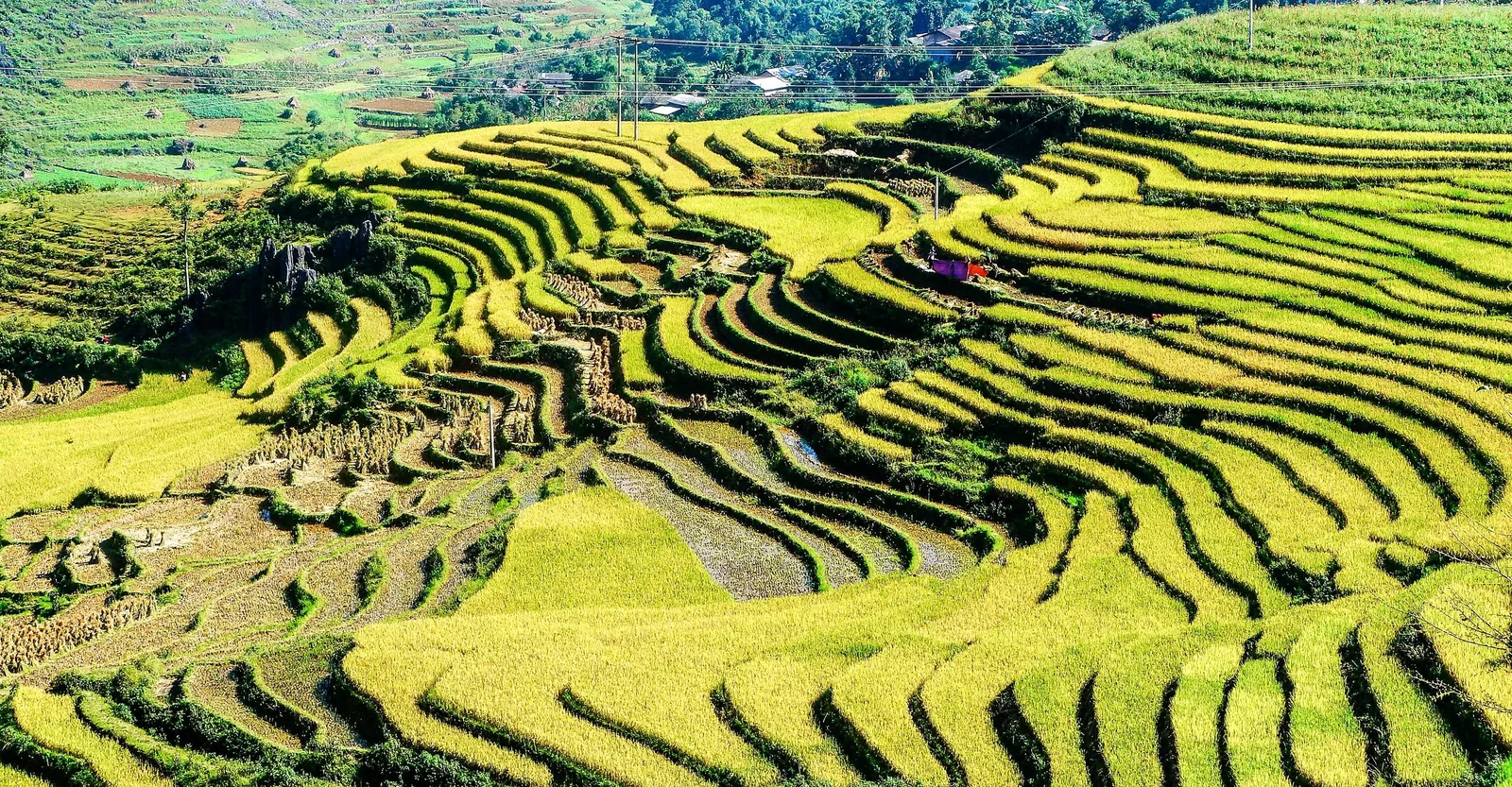 Golden rice terraces curve across hillsides in Ha Giang, Vietnam. Golden rice terraces curve across hillsides in Ha Giang, Vietnam.