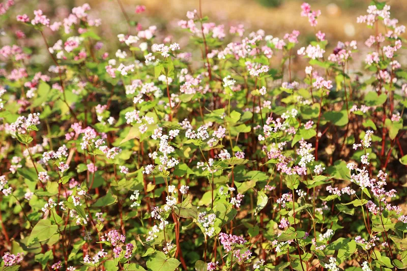 Delicate pink buckwheat flowers bloom among green leaves on the rocky plateau of Dong Van, Ha Giang. Delicate pink buckwheat flowers bloom among green leaves on the rocky plateau of Dong Van, Ha Giang.
