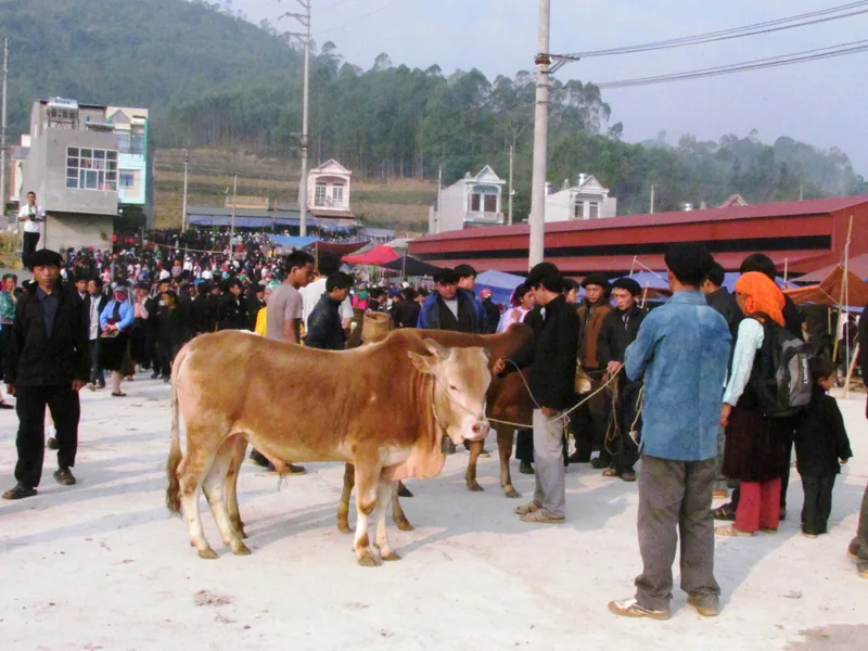 Cattle led by rope stand amid a crowd at a bustling highland market corner in Dong Van, Ha Giang. Cattle led by rope stand amid a crowd at a bustling highland market corner in Dong Van, Ha Giang.