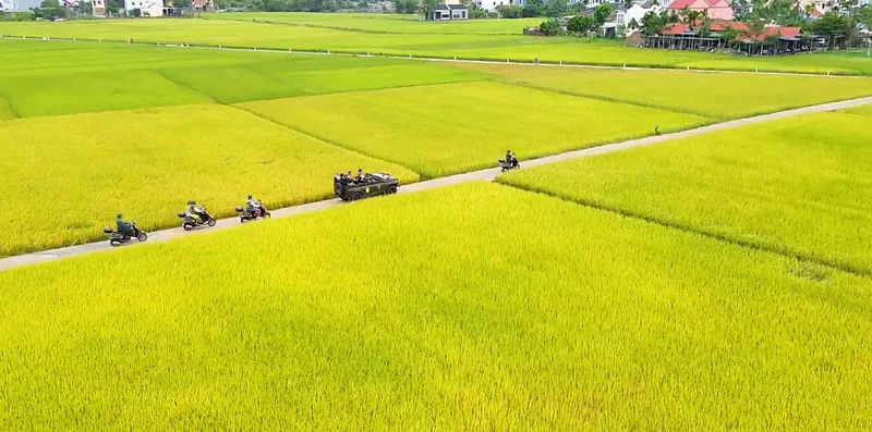Motorbikes travel along a narrow path through vivid golden rice fields near Hoi An. Motorbikes travel along a narrow path through vivid golden rice fields near Hoi An.