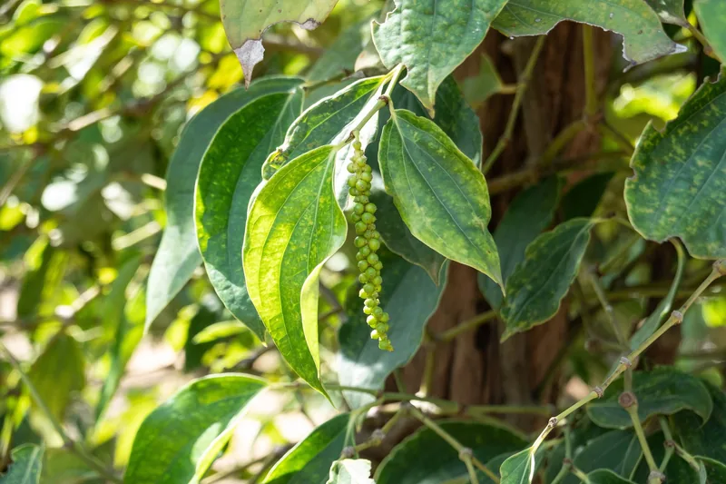 A cluster of green peppercorns hangs from a vine at a pepper farm in Kampot province.