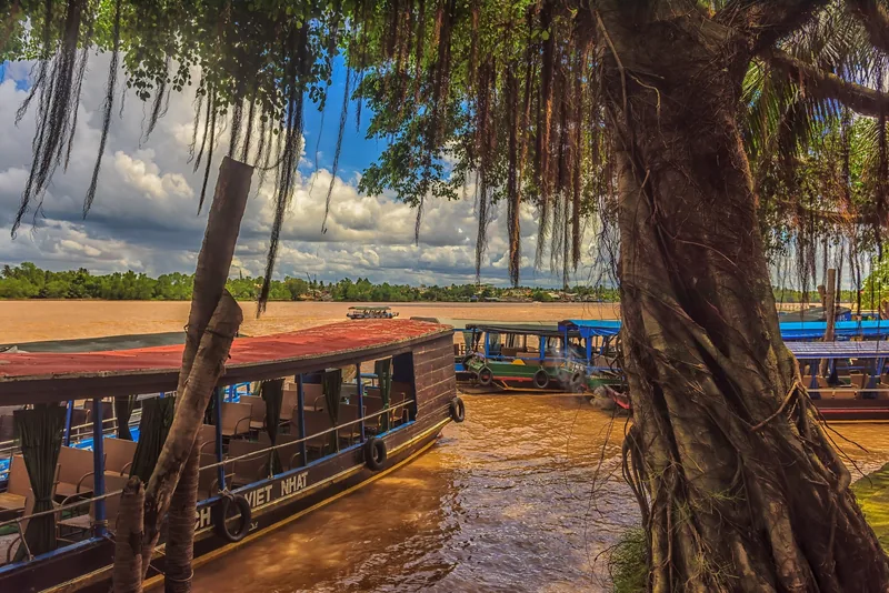 Wooden tour boats moor beside a banyan tree along the muddy waters of the Mekong Delta. Wooden tour boats moor beside a banyan tree along the muddy waters of the Mekong Delta.