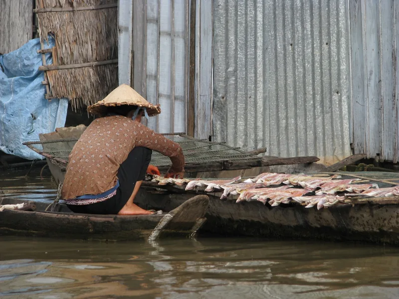 A woman in a conical hat crouches on a boat drying fish on racks along the Mekong Delta. A woman in a conical hat crouches on a boat drying fish on racks along the Mekong Delta.