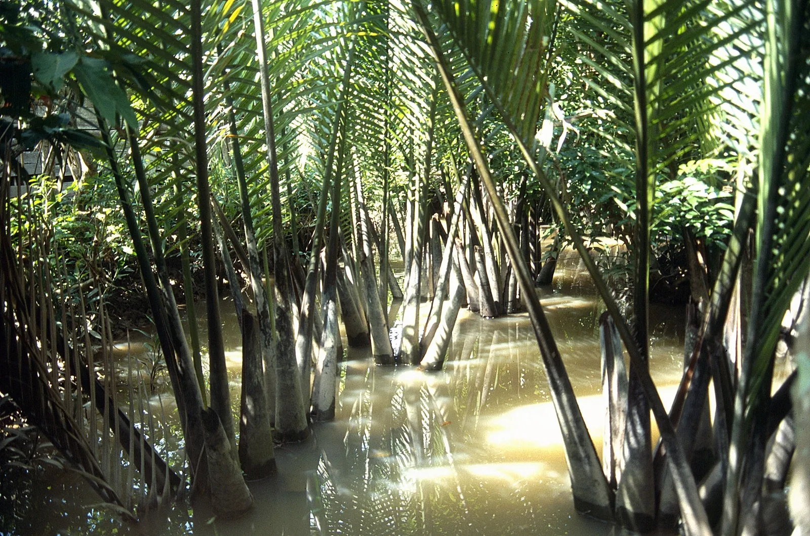 Sunlight filters through water palm trees rising from a muddy canal in the Mekong Delta.